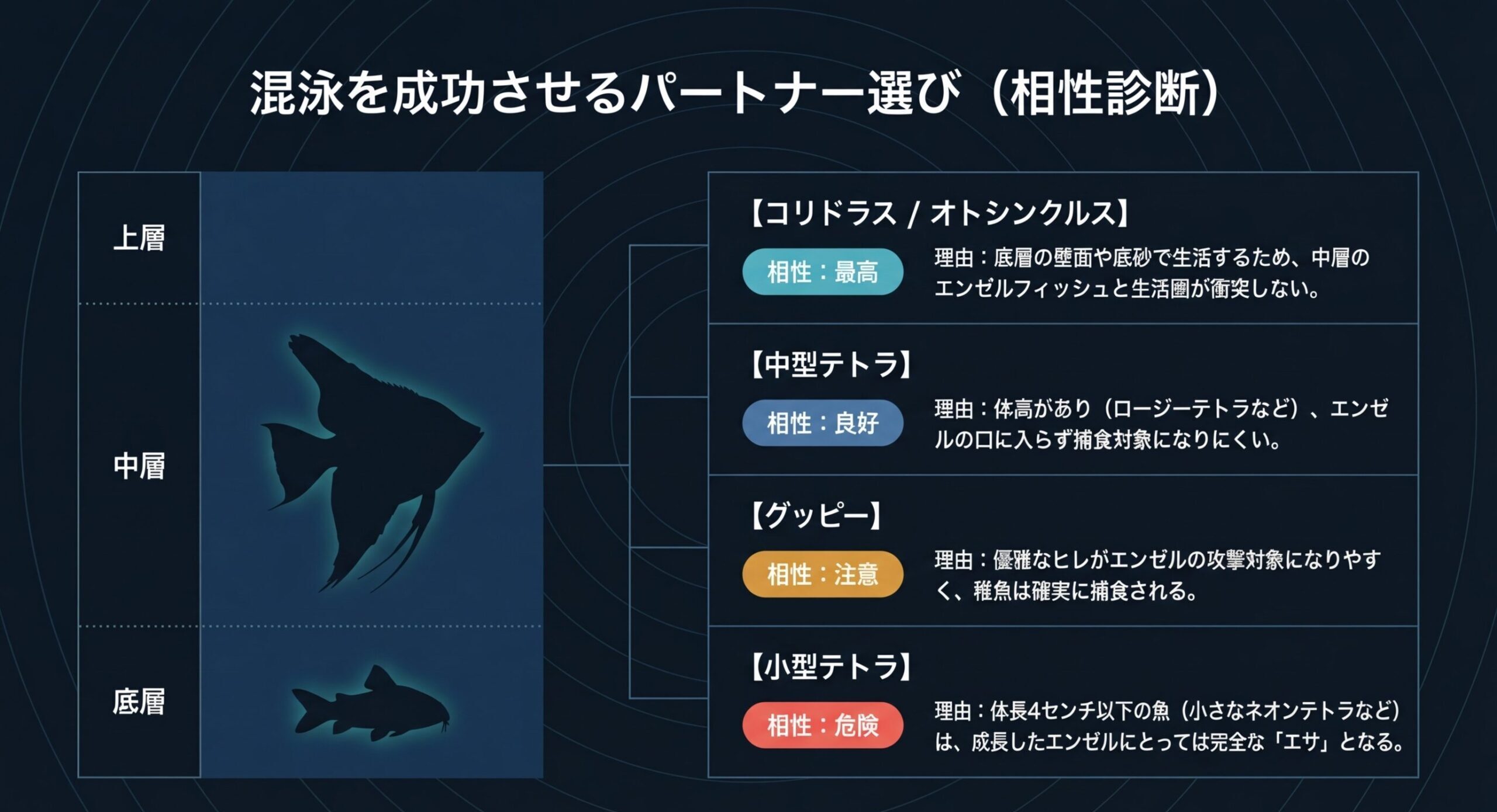 エンゼルフィッシュの生活層と混泳相手の相性を示し、コリドラスやオトシンクルスは良好、小型テトラは危険と分類したスライド。