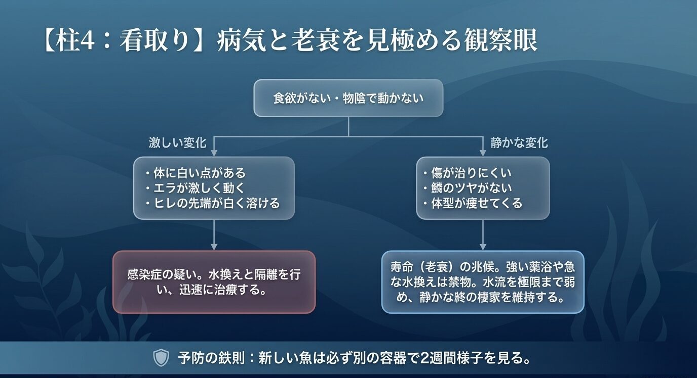 食欲低下や物陰で動かない状態から、白点やエラの異常など感染症が疑われる変化と、傷が治りにくい・痩せるなど老衰の兆候を分けて示したフローチャート。