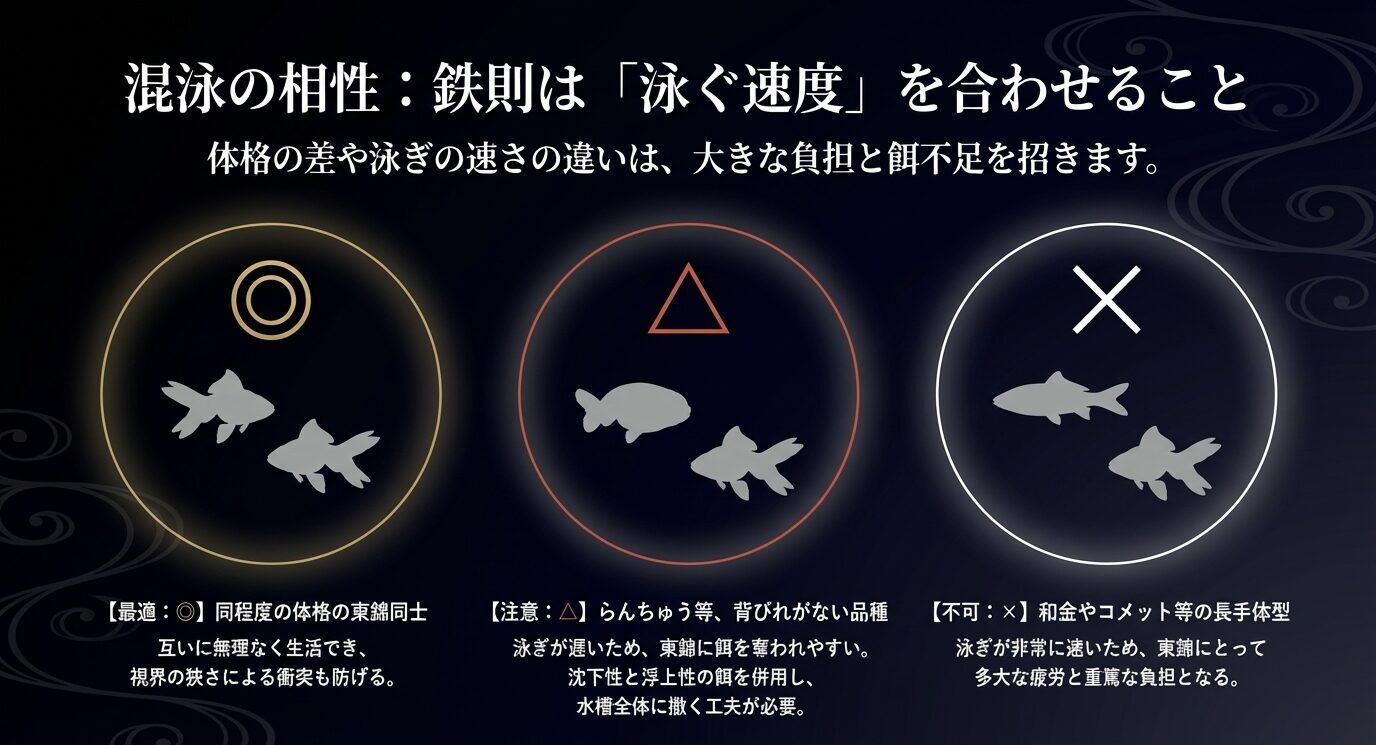 東錦同士は適、らんちゅうなど背びれのない金魚は注意、和金やコメットなど泳ぎの速い金魚は不向きと示した混泳相性スライド。