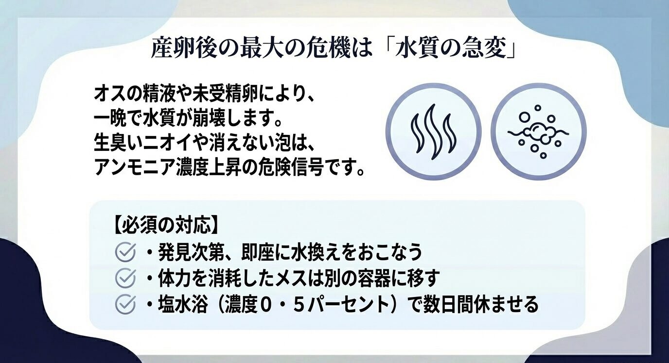 精液や未受精卵で一晩で水質が崩れ、ニオイや泡残りが危険信号になること、即換水・メス隔離・0.5%塩浴などの必須対応をまとめたスライド