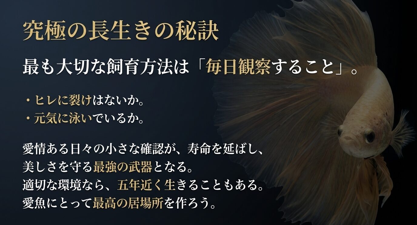 ベタの写真を背景に、ヒレ裂けや泳ぎ方を毎日確認することが長生きにつながると示した締めのスライド