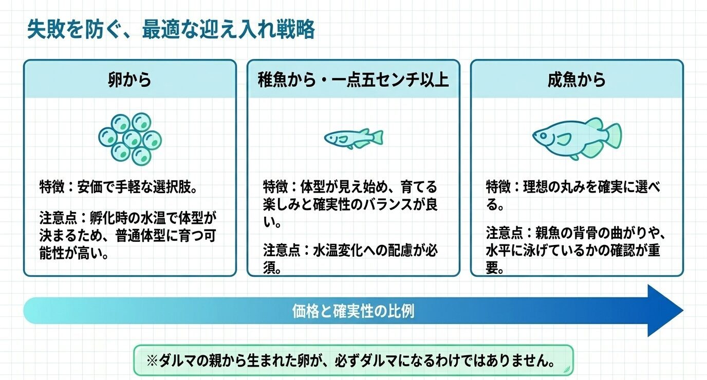 ダルマメダカを卵、稚魚、成魚から迎える場合の特徴と注意点を比較した図