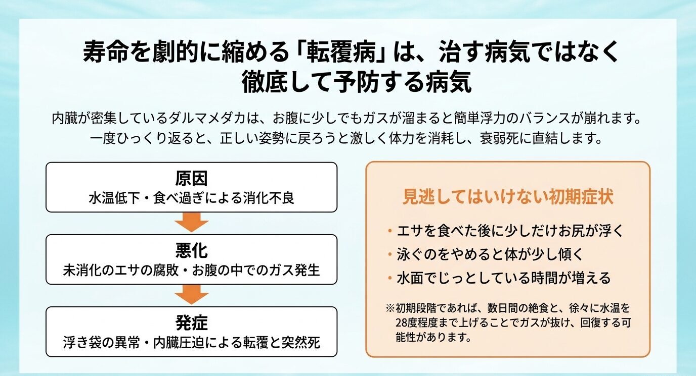 水温低下や食べ過ぎによる消化不良からガス発生、浮き袋異常、転覆や突然死につながる流れと初期症状をまとめた図