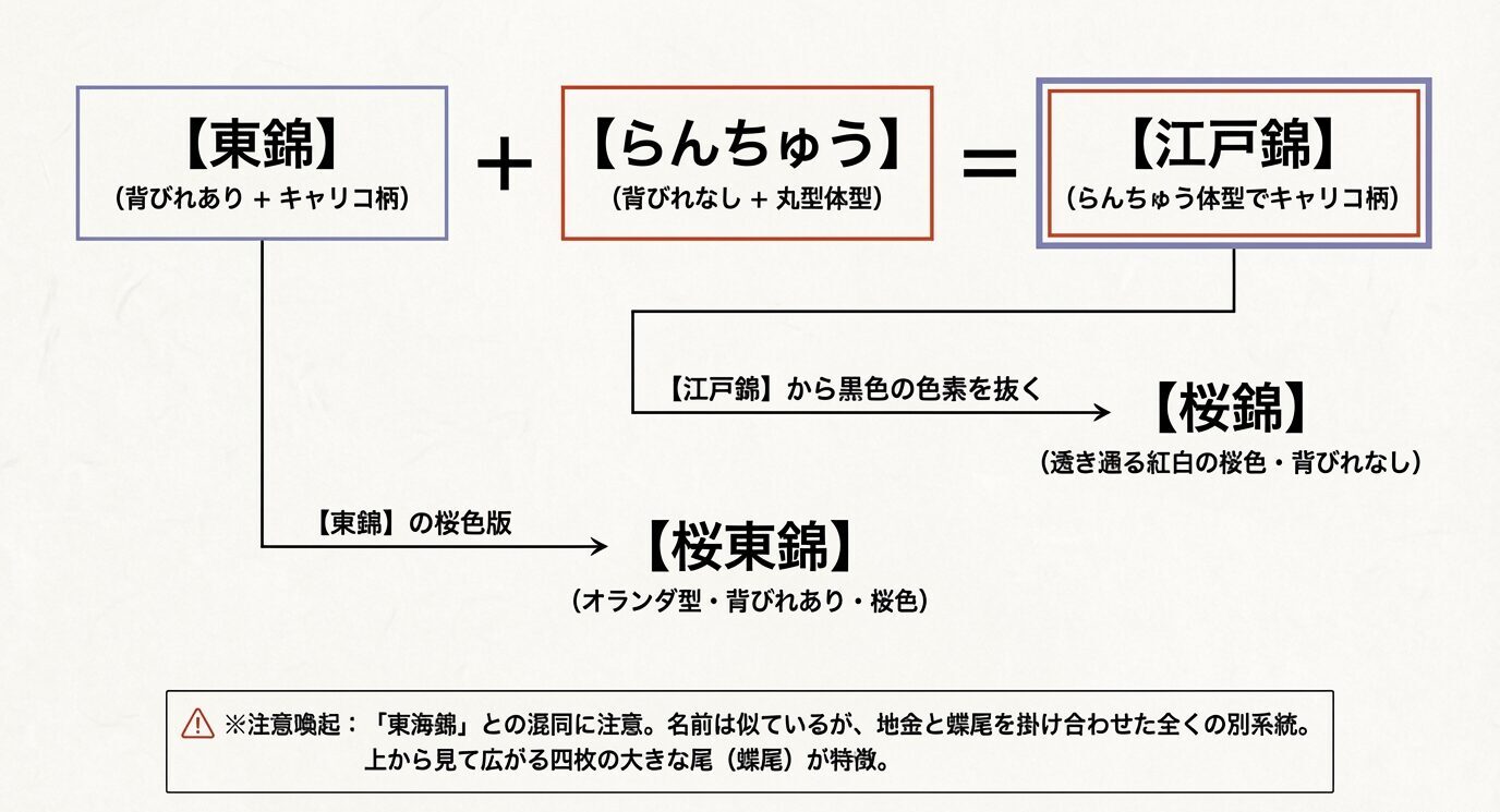 東錦とらんちゅうから江戸錦が生まれ、そこから桜錦が派生し、東錦の桜色版として桜東錦があることを示した系統図。東海錦は別系統と注記あり
