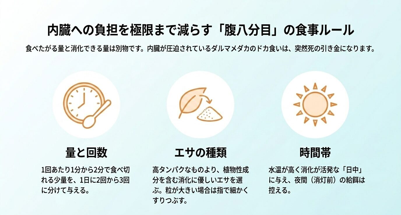 ダルマメダカの食事管理として、1回1〜2分で食べ切る少量を1日2〜3回、消化に良い餌を選び、日中に与えることを示した図