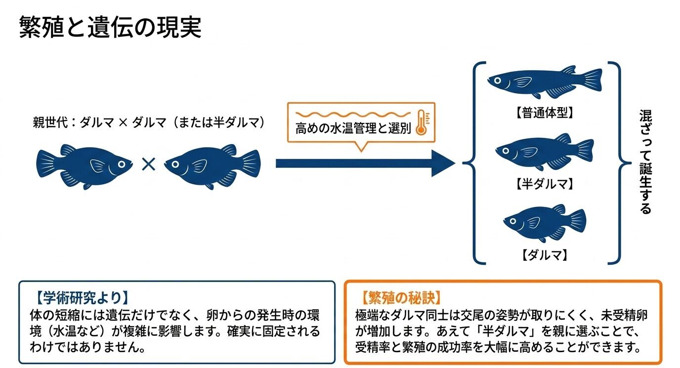 ダルマや半ダルマの親から、普通体型、半ダルマ、ダルマが混ざって生まれることと、水温管理や選別が重要であることを示した図