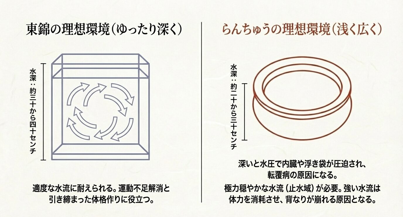 東錦は深めの水槽と適度な水流、らんちゅうは浅く広い容器と穏やかな止水が向くことを示した比較図
