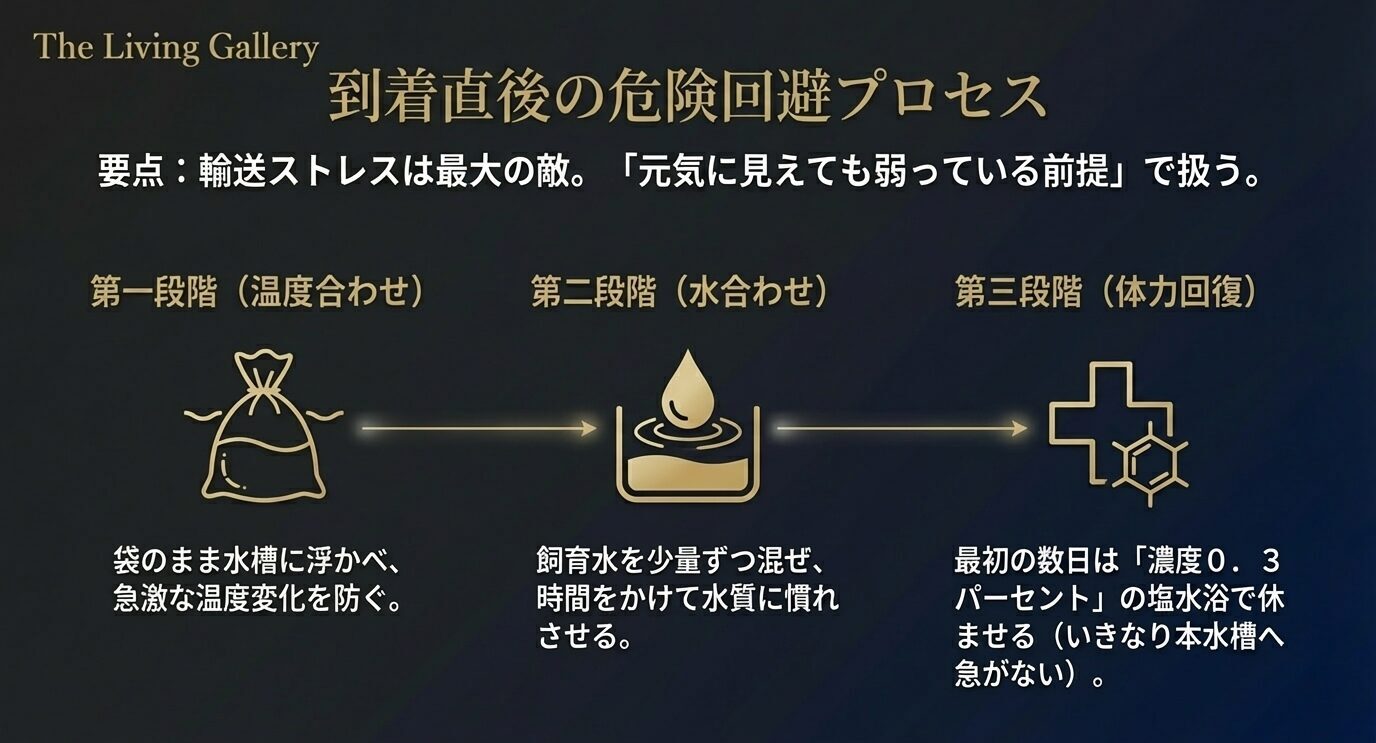 袋のままの温度合わせ、少量ずつの水合わせ、0.3パーセント塩水浴による回復の3段階を示した図