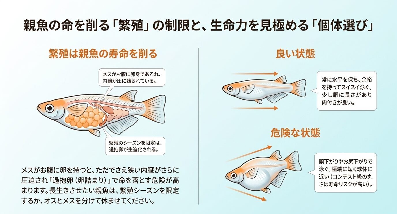 卵を持ったメスの内臓圧迫と過抱卵のリスク、水平に泳ぐ良い状態の個体と頭下がりやお尻下がりで泳ぐ危険な状態の個体を比較した図