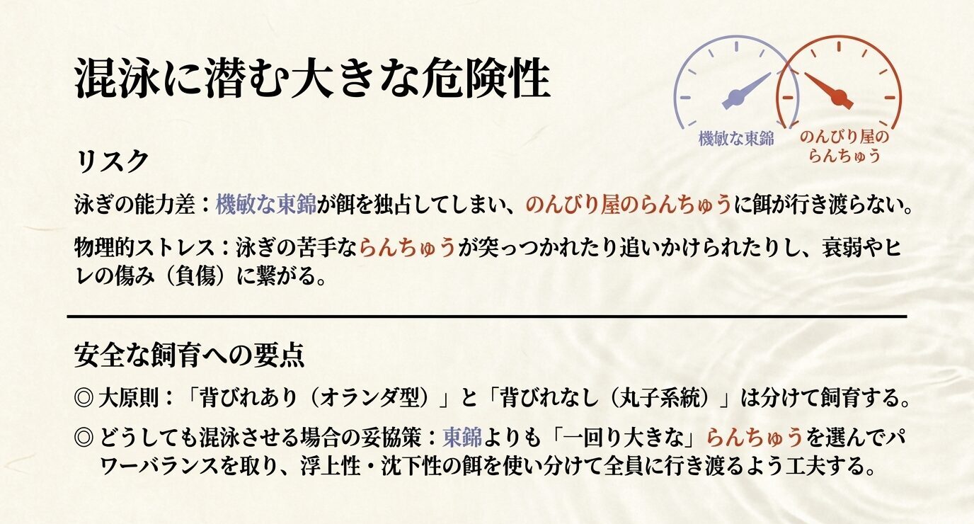 機敏な東錦とのんびりしたらんちゅうでは泳力差により餌の偏りや追い回しが起きやすく、基本は別飼育が安全であると示した注意図