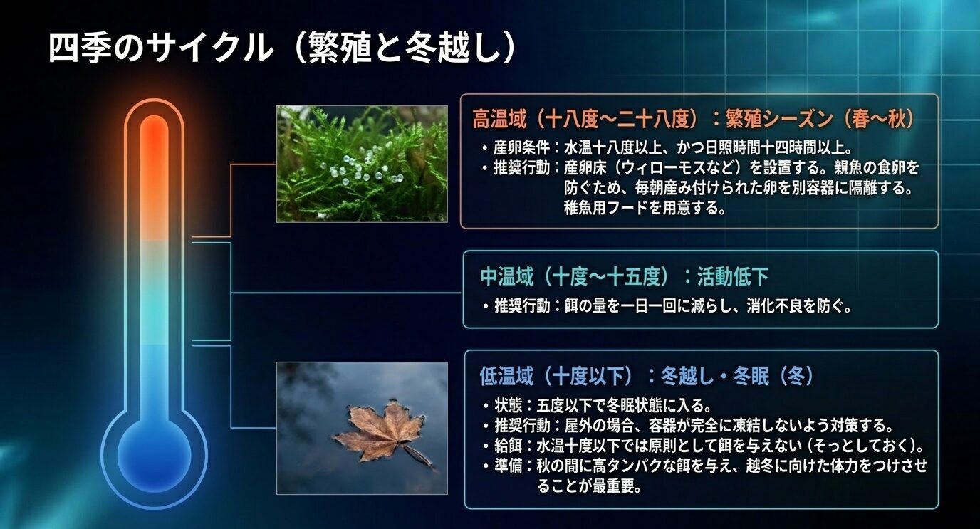 水温帯ごとの牡丹メダカの繁殖、活動低下、冬越し管理のポイントを示した図