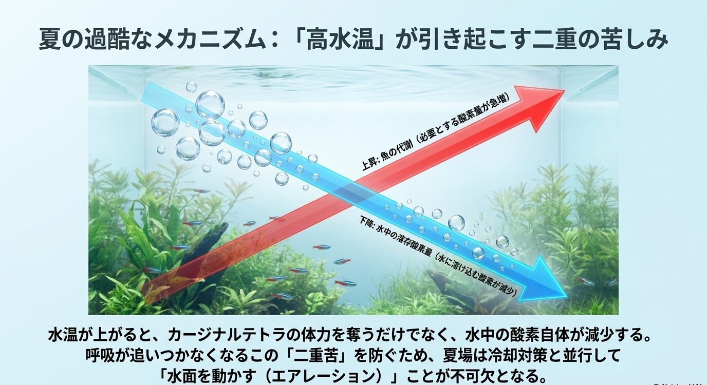 水温上昇によって水中の酸素量が減り、カージナルテトラの必要酸素量が増えることで酸欠リスクが高まる仕組みを示す図