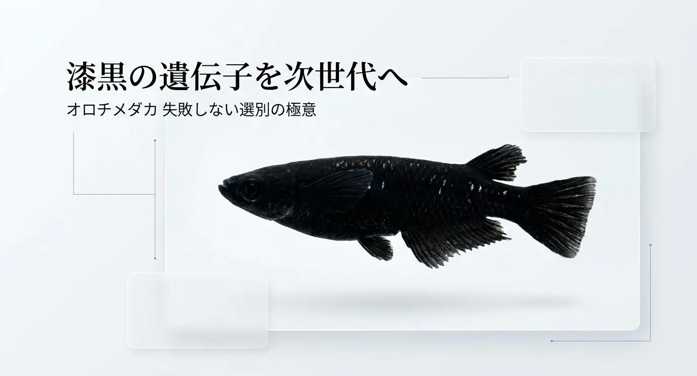 メダカのオロチ選別の落とし穴｜黒さだけで選ぶと失敗する理由とは 