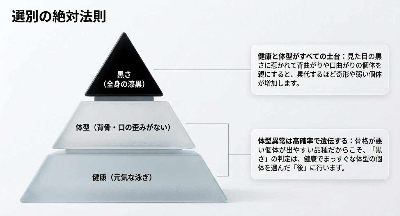 オロチメダカの選別では健康を土台に、体型、黒さの順で確認することを示したピラミッド図