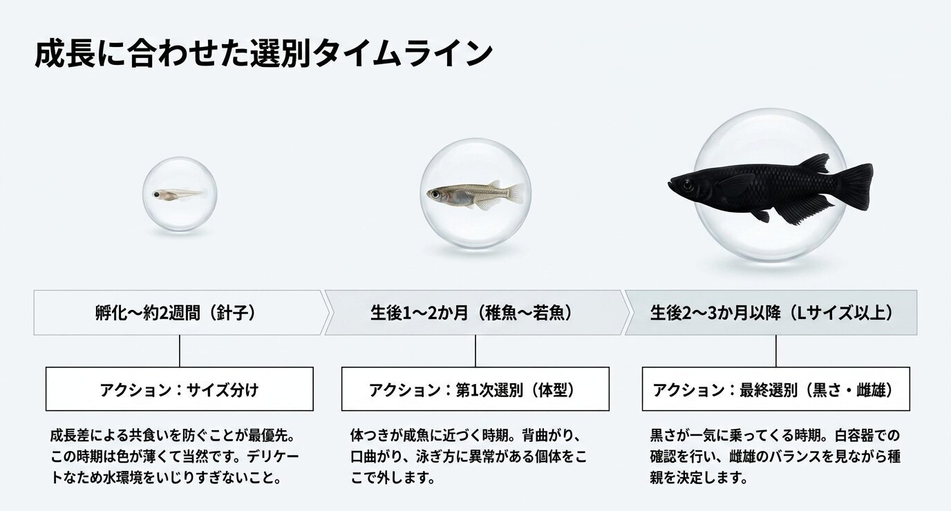 オロチメダカの孵化後から若魚以降までのサイズ分け、体型選別、最終選別の流れを示したタイムライン