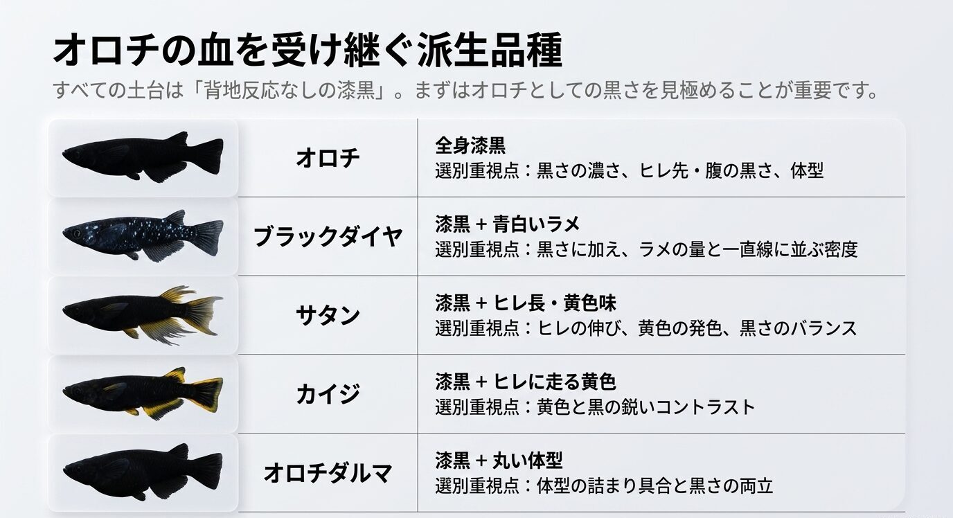 オロチ、ブラックダイヤ、サタン、カイジ、オロチダルマの特徴と選別ポイントを比較したスライド