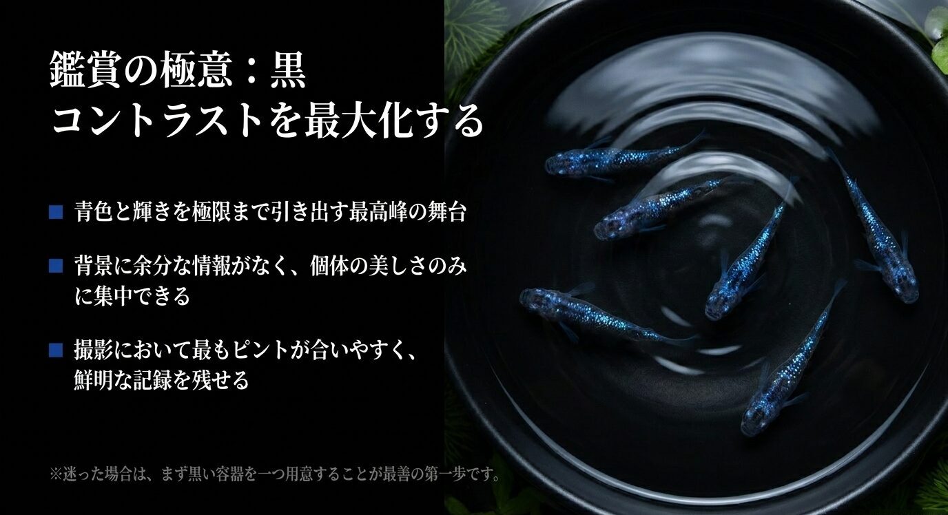 黒い容器の中でサファイアメダカの青色とラメが強く引き立っている様子