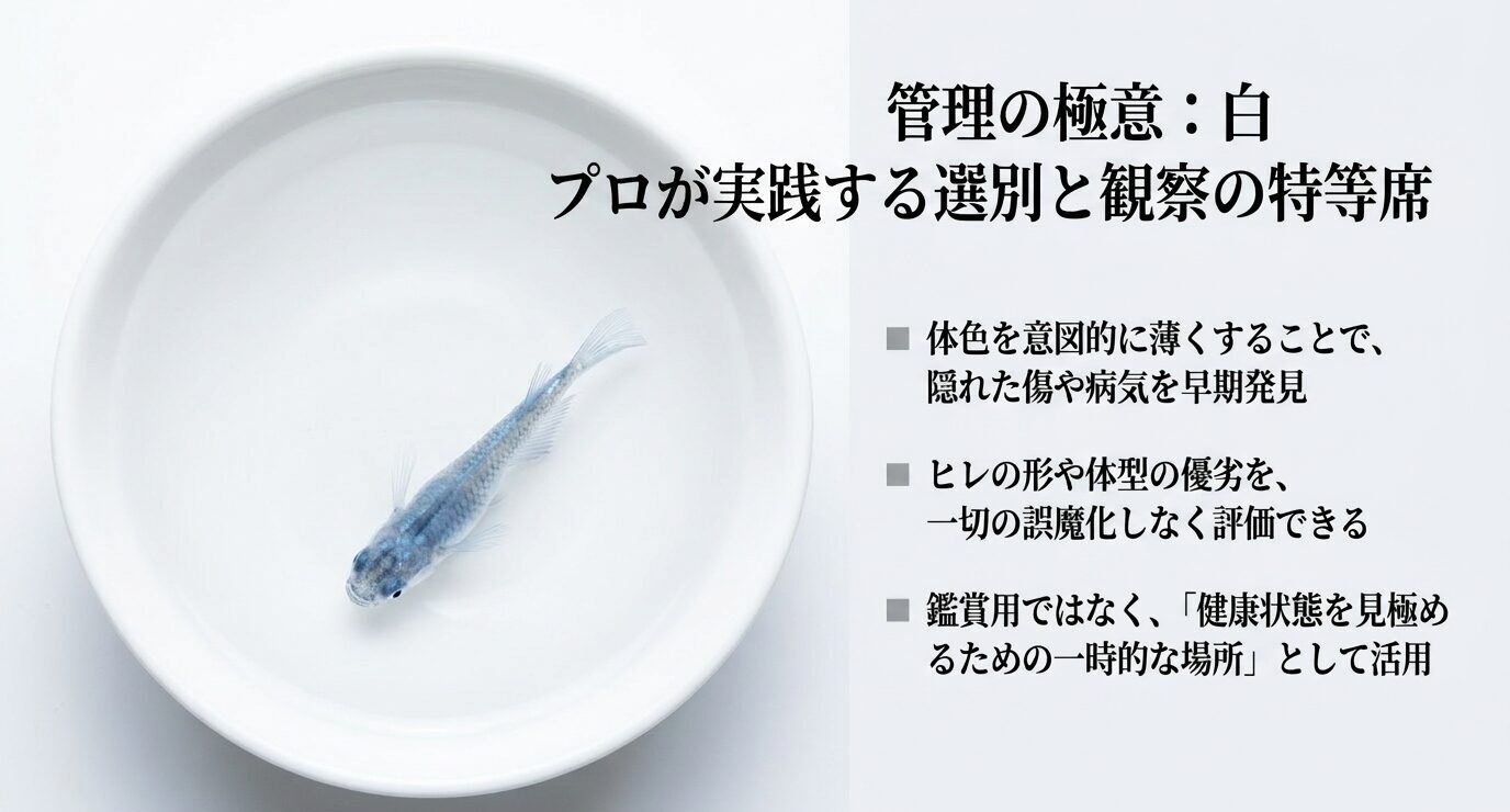 白い容器でサファイアメダカの体やヒレの状態を確認しやすくする選別用の使い方