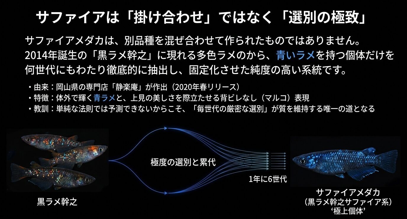 黒ラメ幹之から青いラメ個体を選別し、累代してサファイア系を固定する流れを示した図