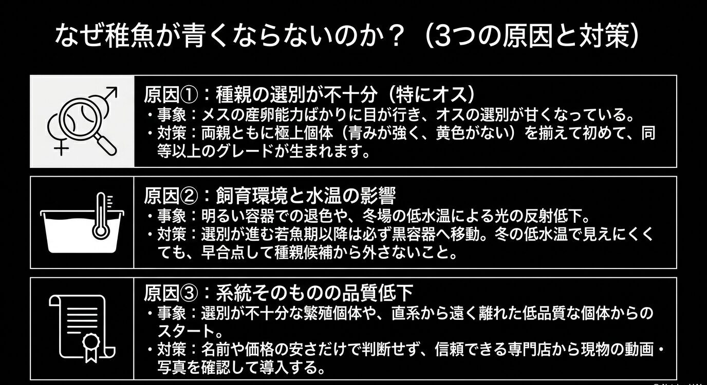 種親選別、飼育環境、系統品質の観点から稚魚が青くならない原因と対策を整理した図