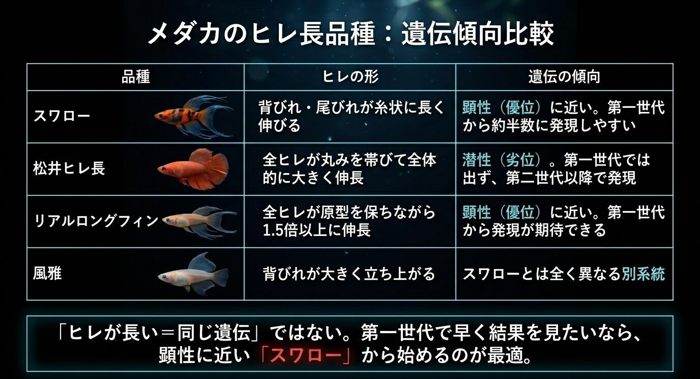 スワロー、松井ヒレ長、リアルロングフィン、風雅のヒレの形と遺伝傾向を比較した表
