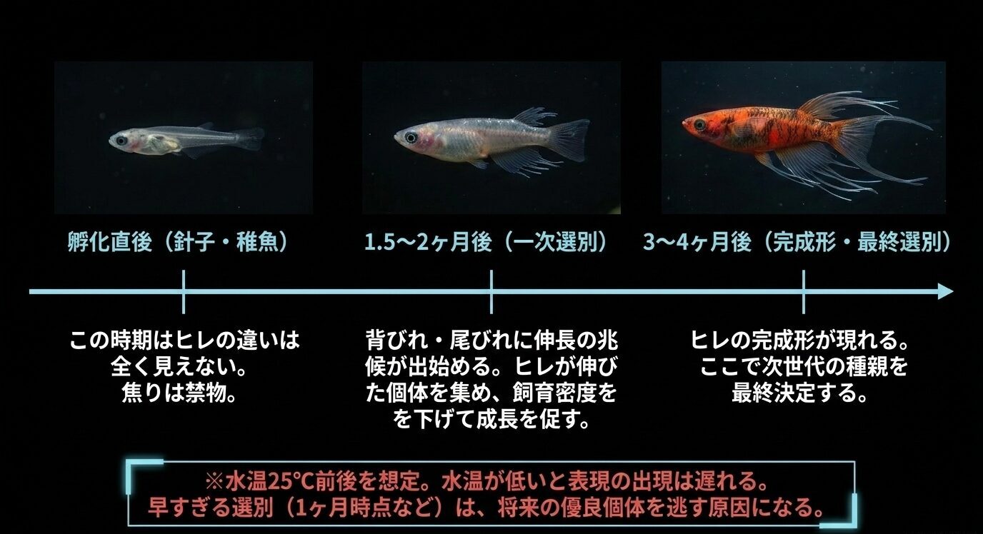 スワローメダカの孵化直後、一次選別、最終選別までの成長とヒレの変化を示したタイムライン