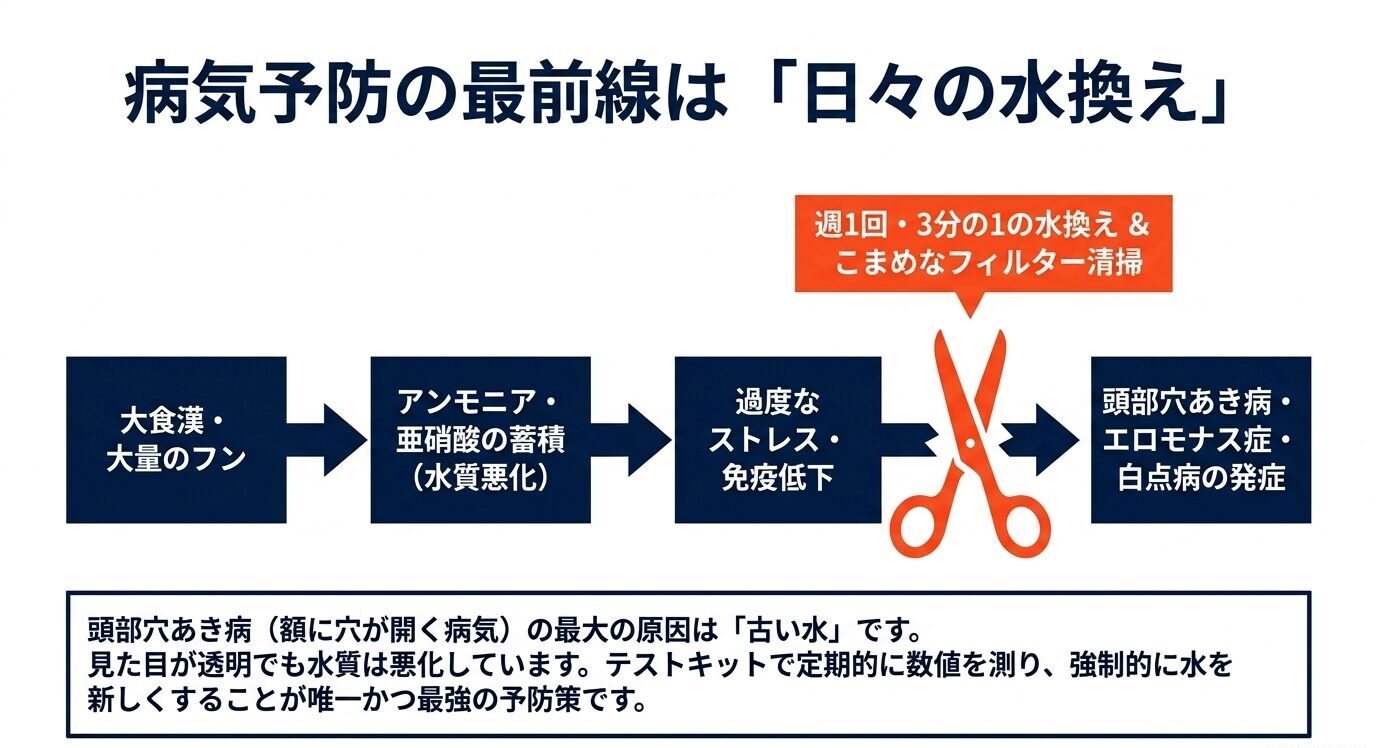 オスカーの大食いによる水質悪化がストレスや病気につながる流れと、日々の水換えで予防する考え方を示したスライド