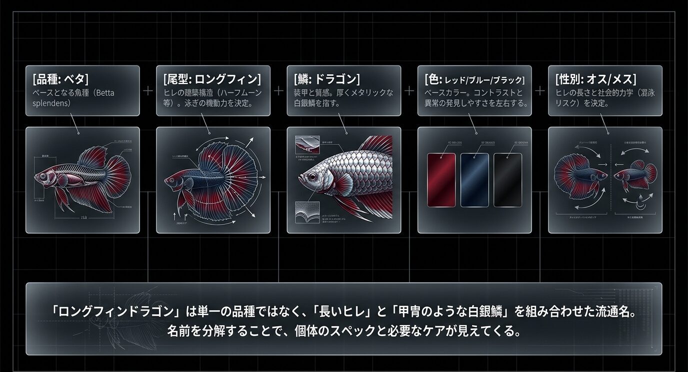 ベタロングフィンドラゴンを品種、尾型、鱗表現、色、性別に分けて整理した図