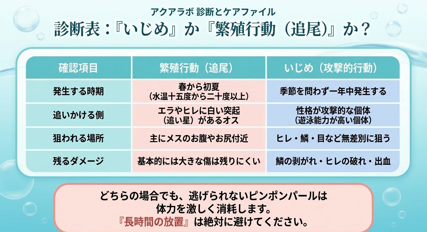 金魚の繁殖行動による追尾と攻撃的ないじめを、発生時期、追う側、狙う場所、残るダメージで比較した表