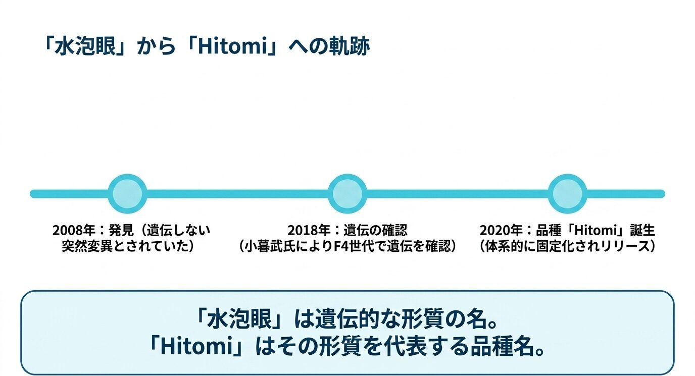 水泡眼が2008年に発見され、2018年に遺伝が確認され、2020年にHitomiとして固定化・リリースされた流れを示す年表。