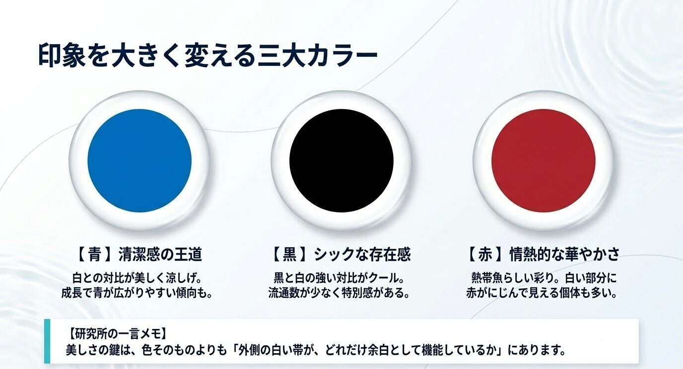 青、黒、赤のバタフライベタについて、清潔感・シックな存在感・情熱的な華やかさを比較したスライド