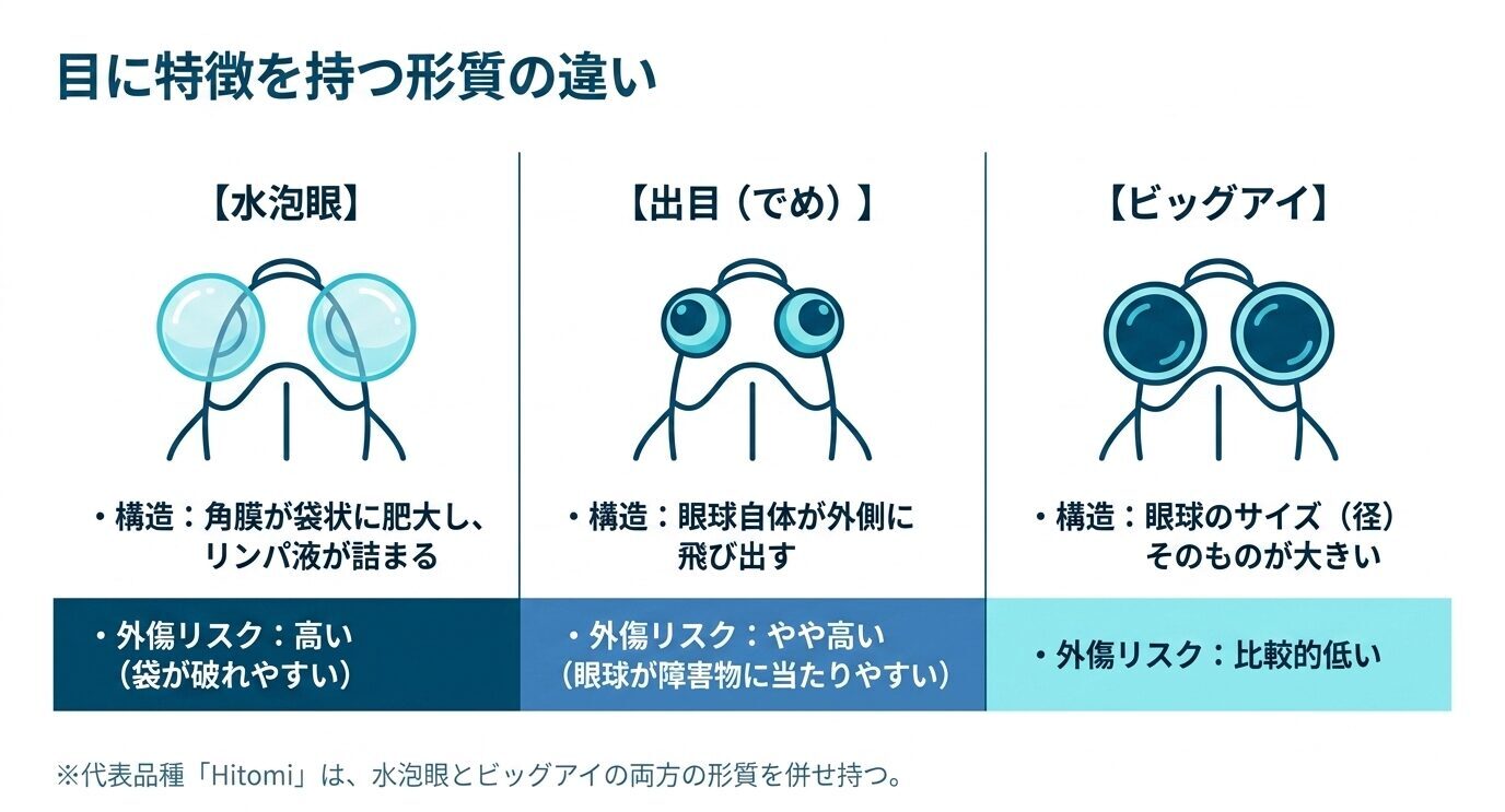 水泡眼、出目、ビッグアイの3つの目の形質について、構造の違いと外傷リスクを比較した図。