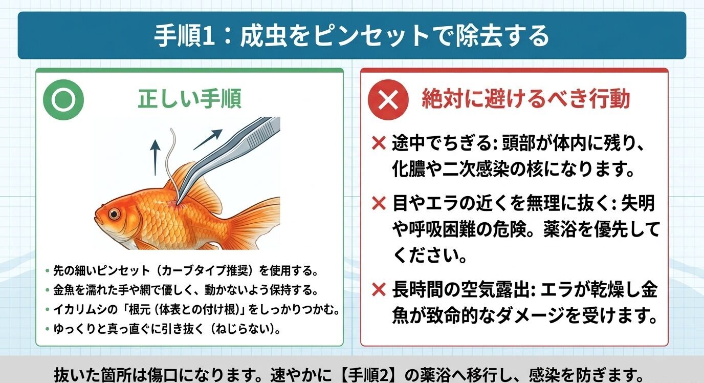 イカリムシをピンセットで根元からまっすぐ抜く正しい手順と、途中でちぎる・目やエラ付近を無理に抜くなど避けるべき行動を示した図