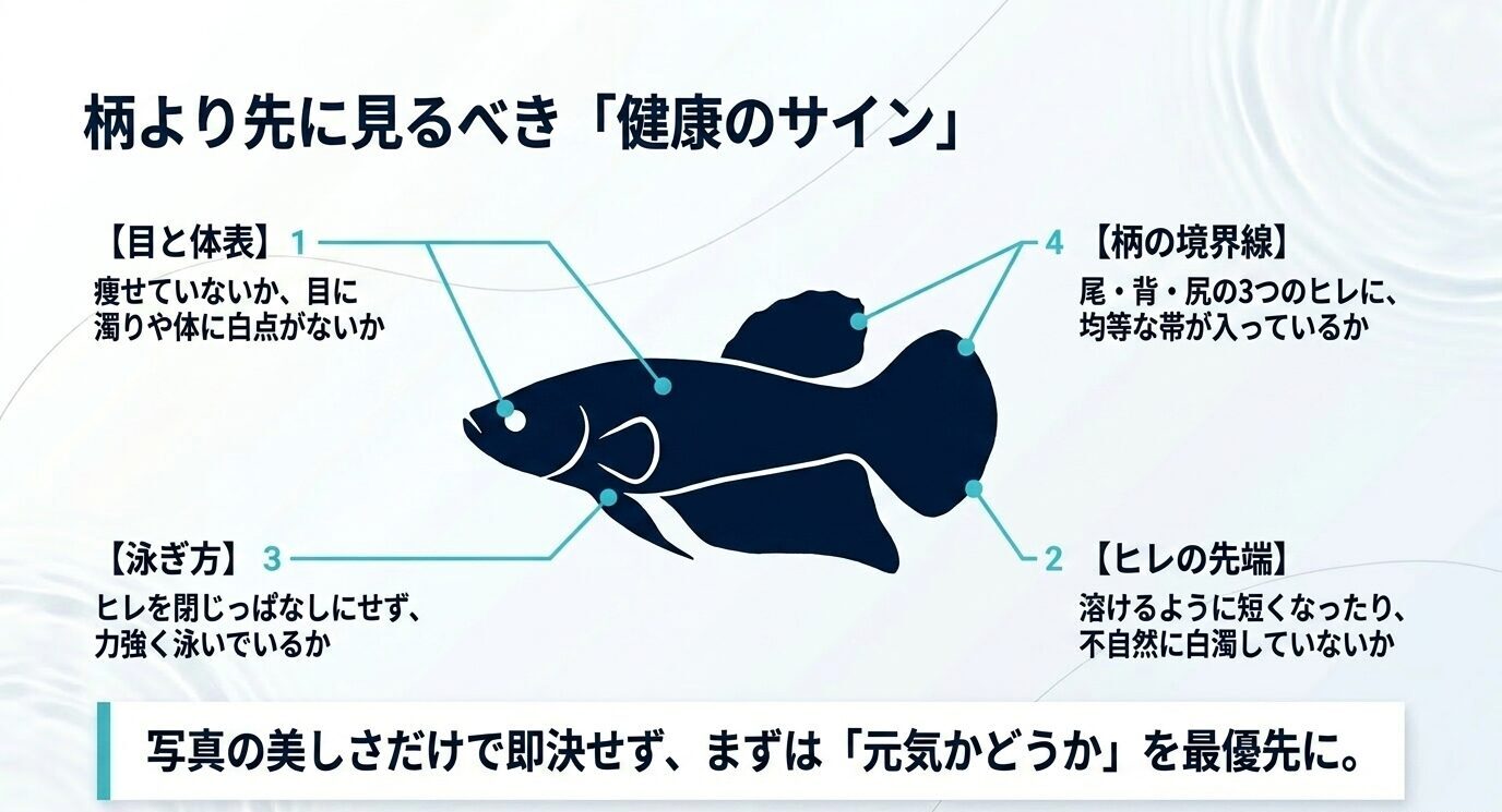 ベタの目と体表、泳ぎ方、ヒレの先端、柄の境界線を確認する健康チェックポイントを示したスライド
