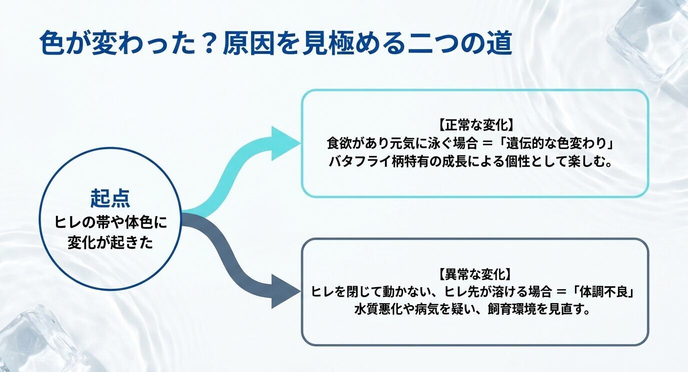 ヒレの帯や体色に変化が起きたとき、正常な色変わりか体調不良による異常な変化かを見極める分岐図