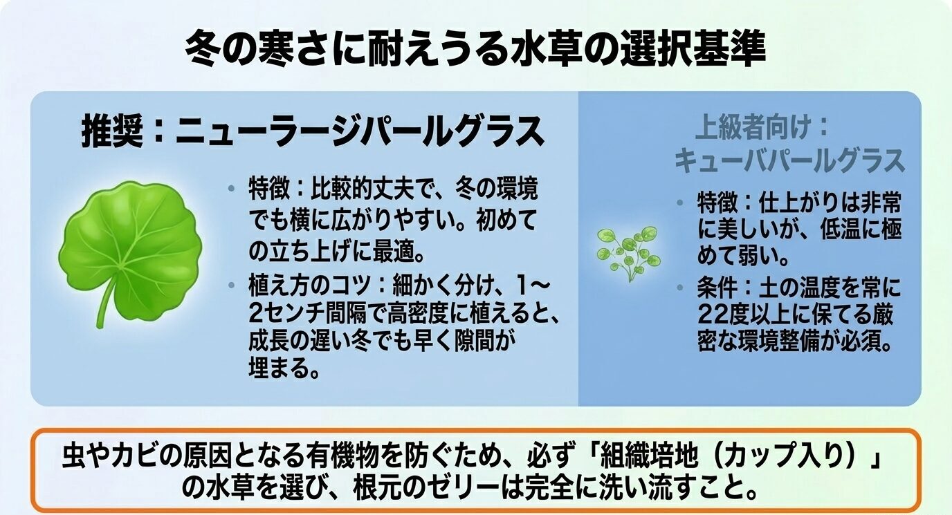 冬のミスト式ではニューラージパールグラスを推奨し、キューバパールグラスは低温に弱いため上級者向けであることを示した比較図