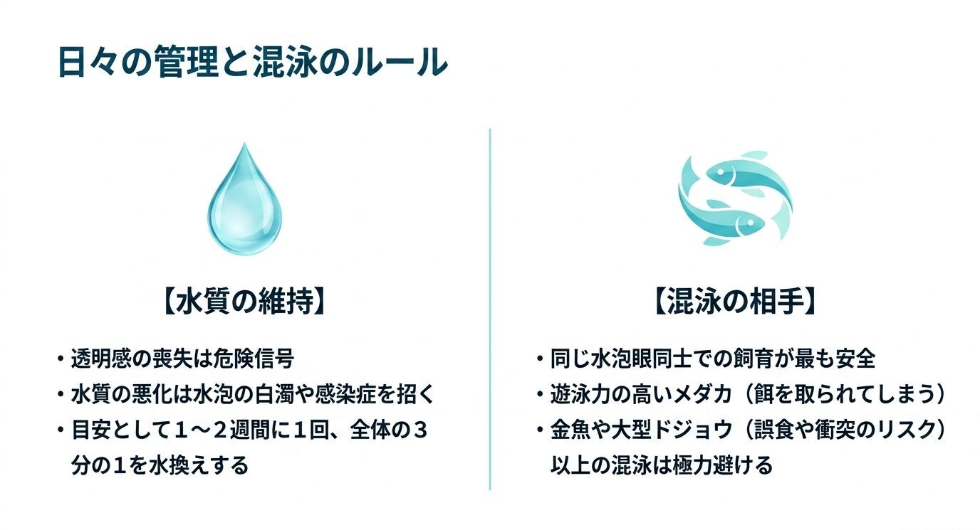 水泡眼メダカの管理では透明感の維持、水質悪化への注意、1〜2週間に1回の水換え、同じ水泡眼同士の混泳が安全であることを示した図。