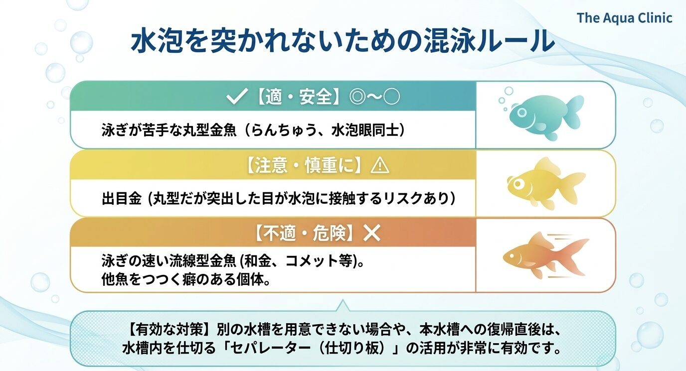 水泡眼の混泳相手について、水泡眼同士や泳ぎが苦手な丸型金魚は比較的安全、出目金は慎重、和金やコメットなど泳ぎの速い金魚やつつく癖のある個体は危険であることを示した図