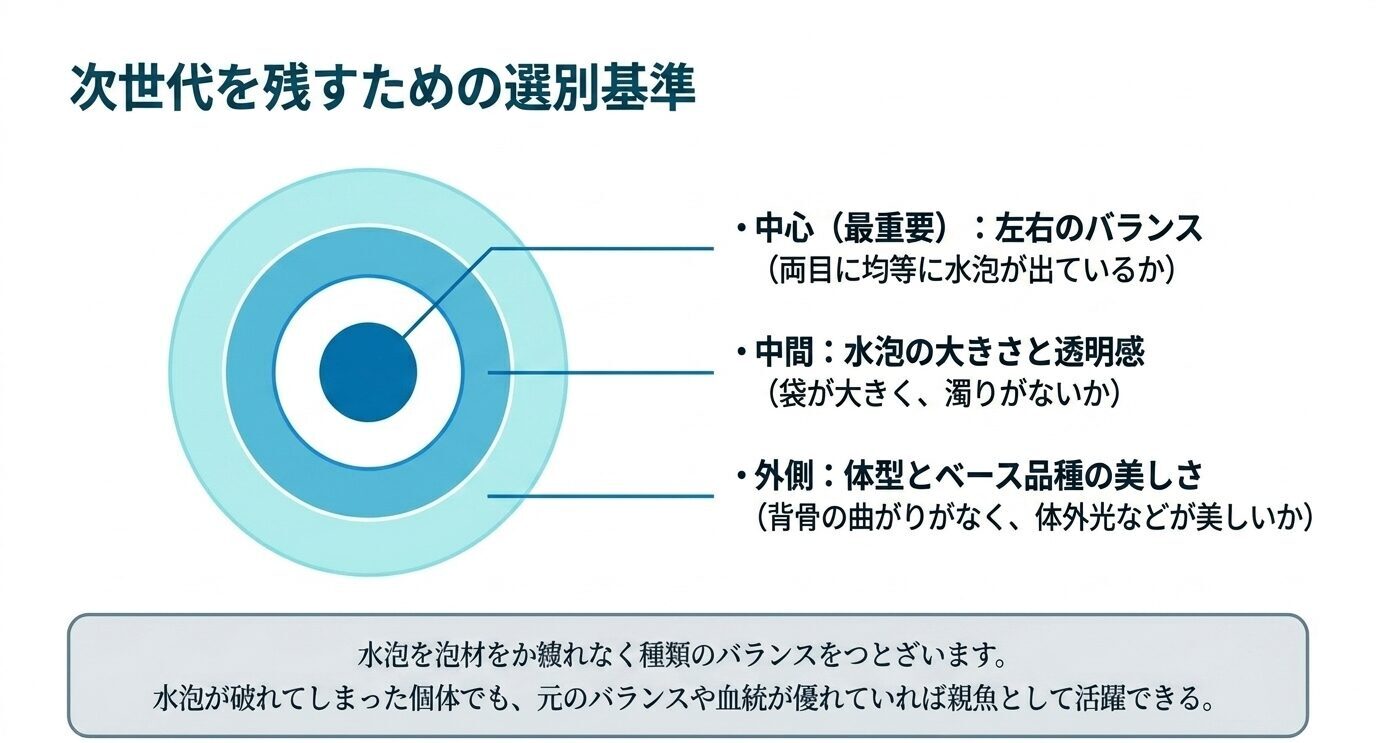 水泡眼メダカの選別で、左右の水泡バランス、水泡の大きさと透明感、体型や体外光などの美しさを確認するポイントを示した図。