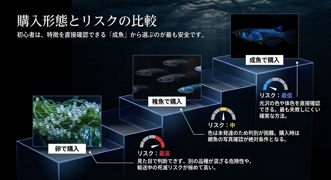 サファイアメダカを卵、稚魚、成魚で購入する場合のリスクを比較し、成魚購入が最も安全であることを示すスライド