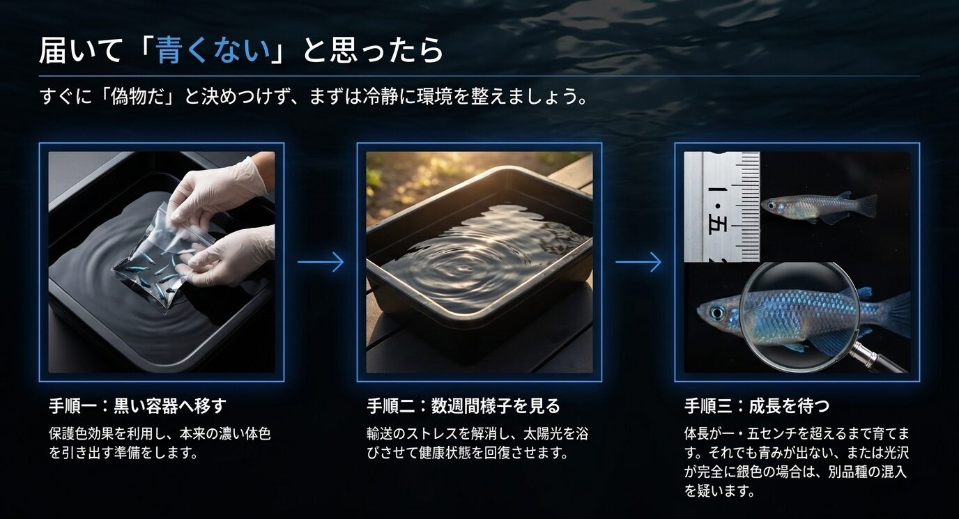 届いたサファイアメダカが青く見えない場合に、黒い容器へ移し、数週間様子を見て、成長を待って判断する流れを示すスライド