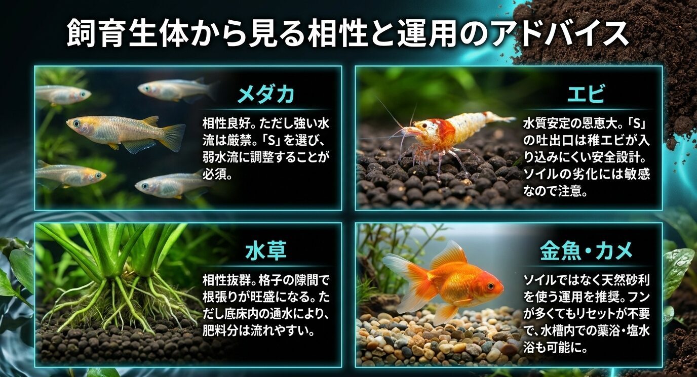 メダカ、エビ、水草、金魚やカメに対する底面フィルターの相性と注意点をまとめた画像
