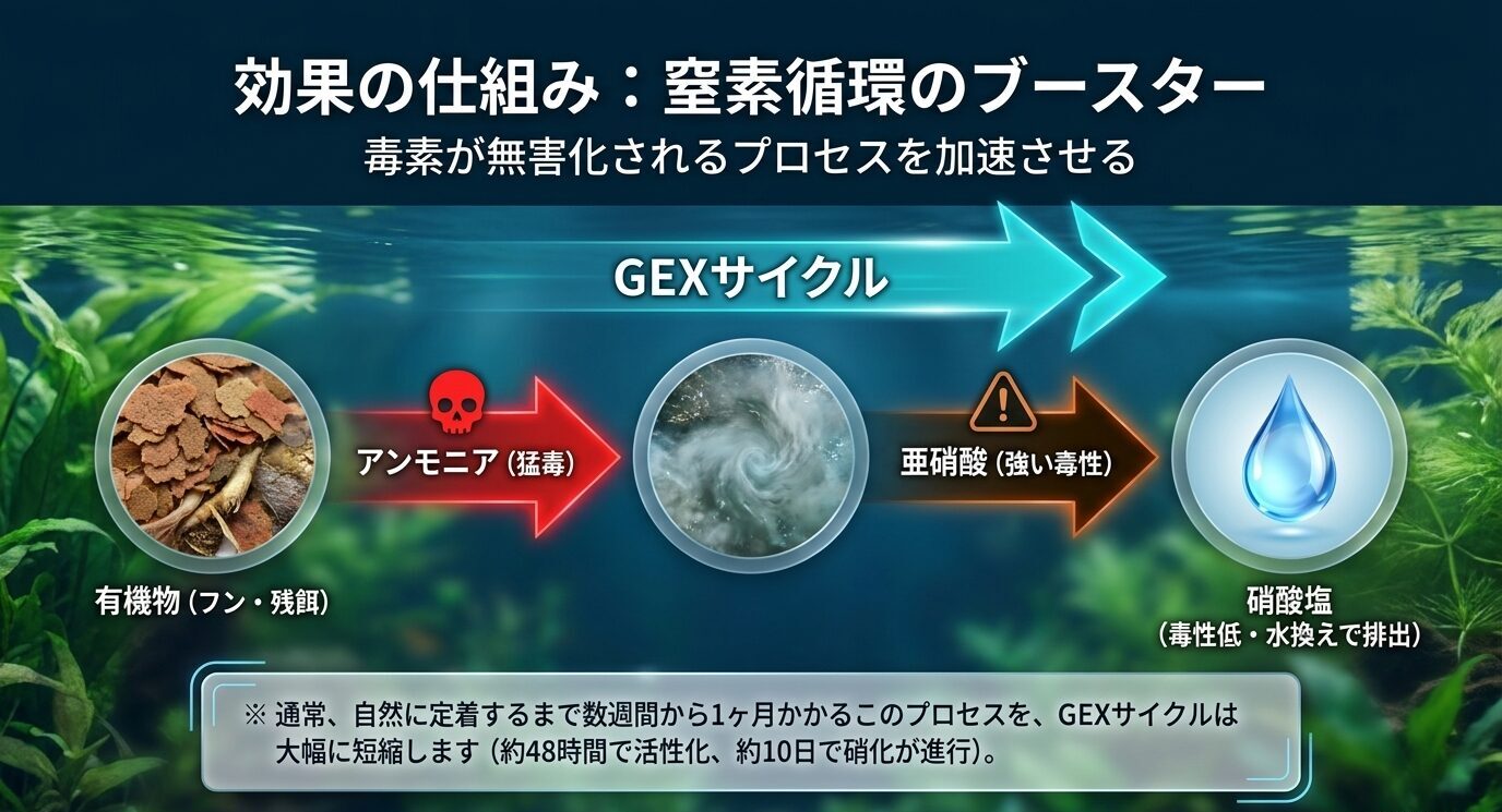 有機物からアンモニア、亜硝酸、硝酸塩へ変化する窒素循環をGEXサイクルが補助する流れを示した図