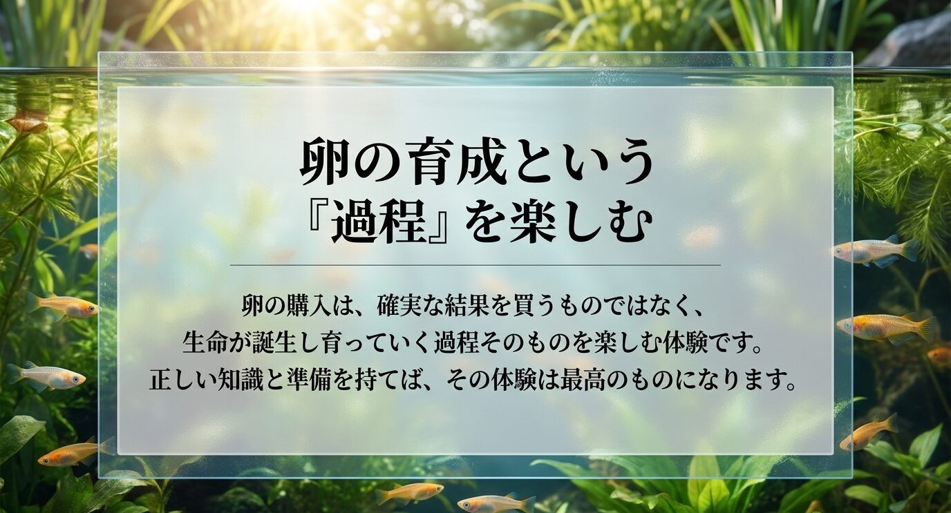 水槽の背景に、卵購入は結果だけでなく育成過程を楽しむ体験だと伝えるスライド