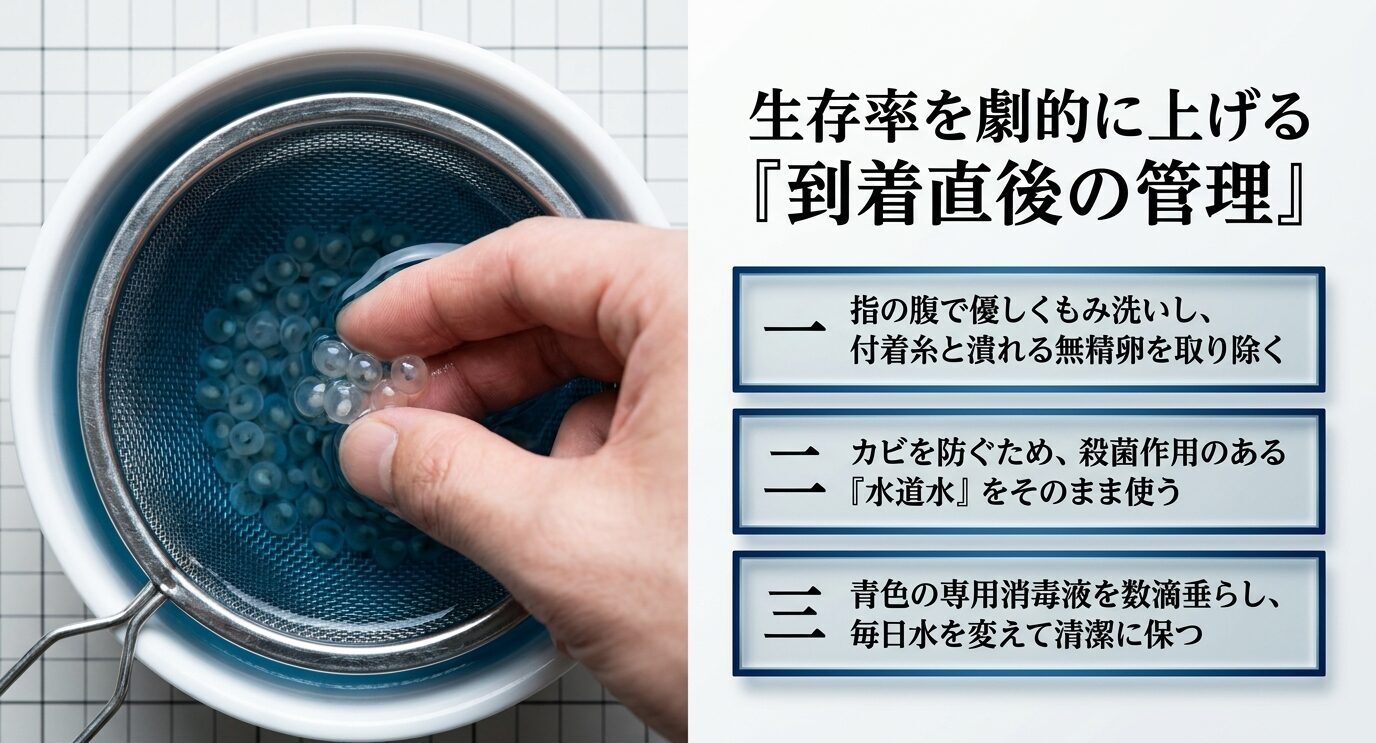 茶こしで卵を洗う画像と、指コロ、水道水、メチレンブルーによる到着直後の管理手順を示すスライド