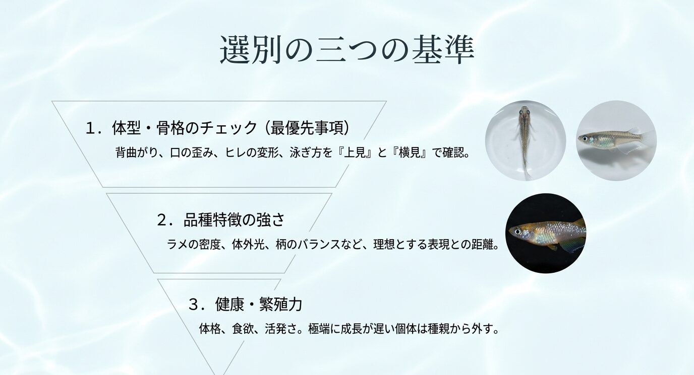 メダカの選別基準として、体型と骨格、品種特徴、健康と繁殖力の三つを整理したスライド
