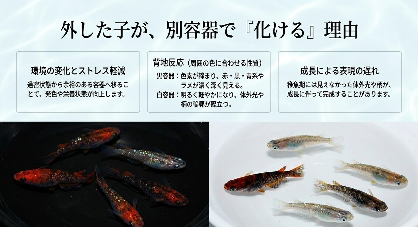 選別から外したメダカが別容器で美しく見える理由として、ストレス軽減、背地反応、成長による表現の遅れを説明するスライド
