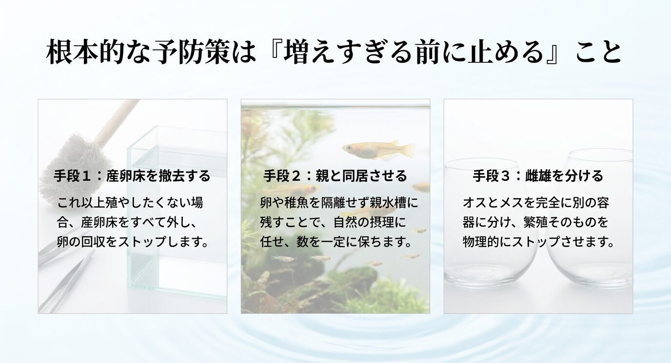 メダカを増やしすぎる前に、産卵床を撤去する、親と同居させる、雌雄を分けるという三つの予防策を説明するスライド