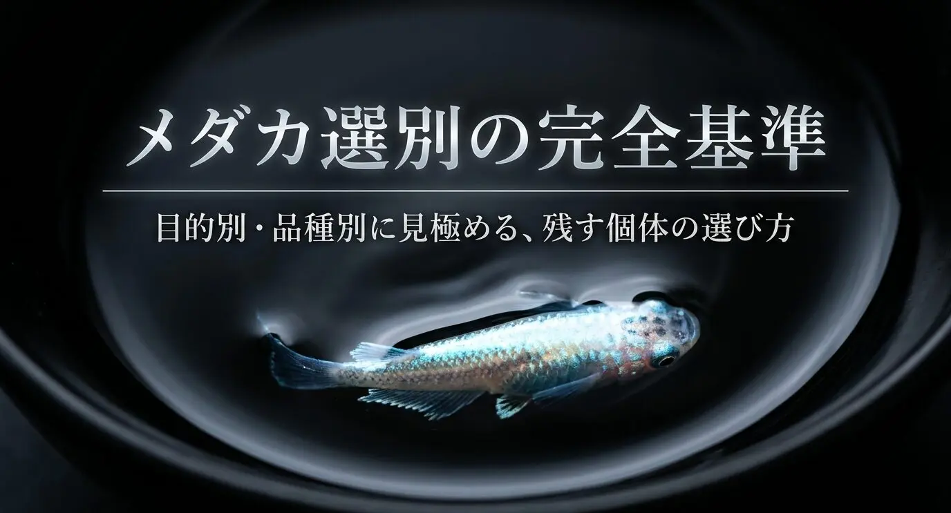 メダカ選別基準と時期がわかる失敗しない見分け方ガイド | THE AQUA LAB