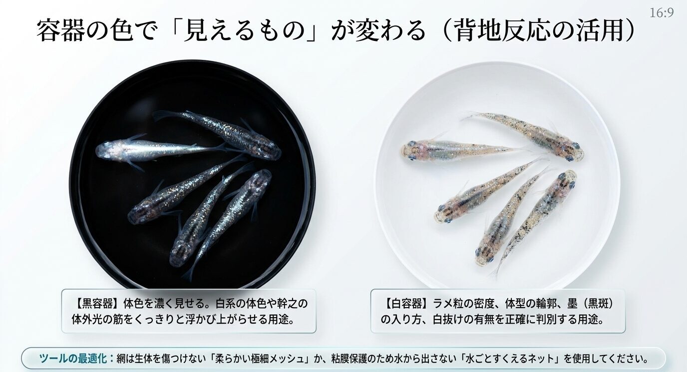 黒容器と白容器でメダカの体色やラメ、体型の見え方が変わることを比較したスライド